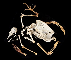 Images Dated 19th July 2012: Charles Darwins pigeons