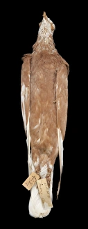 Images Dated 19th July 2012: Charles Darwins pigeons