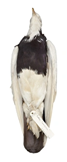 Images Dated 19th July 2012: Charles Darwins pigeons