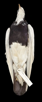 Images Dated 19th July 2012: Charles Darwins pigeons