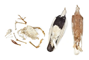 Images Dated 19th July 2012: Charles Darwins pigeons