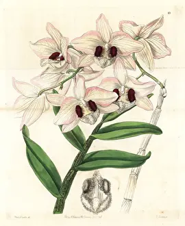 Sydenham Prints: Charming dendrobium orchid, Dendrobium pulchellum