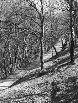 A charming path through the woods, known as Artists Valley, Cwm Einion, Furnace