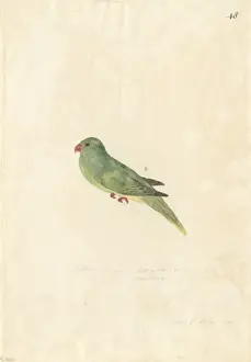 Arecaceae Prints: Charmosyna palmarum, palm lorikeet
