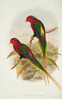 Lorikeet Prints: Charmosyna papou, Papuan lorikeet