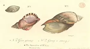 Triton Prints: Charonia rubicunda, red australwelk and a volute
