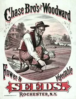 Woodward Gallery: Chase Bros and Woodward. Flower & vegetable seeds