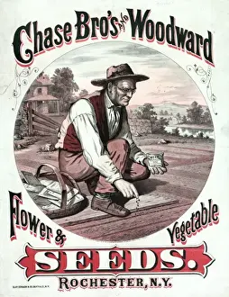 Vege Table Prints: Chase Bros and Woodward. Flower & vegetable seeds