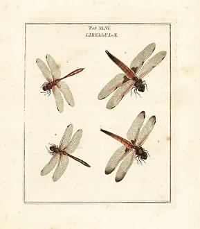 Diptera Prints: Chaser and darter dragonflies