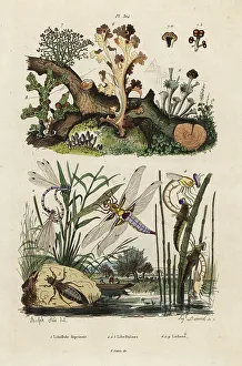 Mycology Prints: Chaser, skimmer and lichens