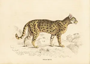 Felis Prints: Chati, Felis mitis