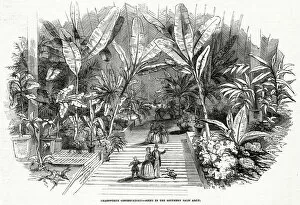 Palms Collection: Chatsworth House - Conservatory 1846