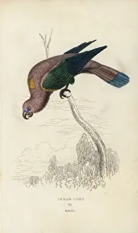 Psittacus Prints: Chattering lory, Lorius garrulus