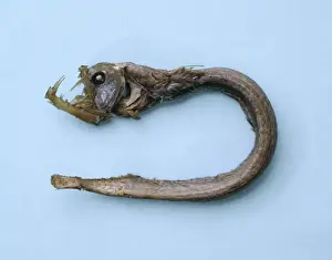 Chauliodus sloani, viperfish