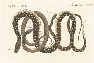 Snakes Prints: Checkered keelback and other exotic snakes of India