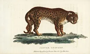 Cheetah Prints: Cheetah, Acinonyx jubatus