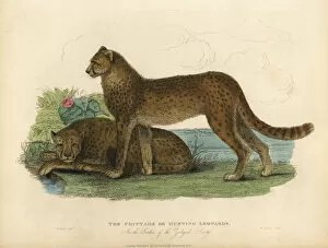 Images Dated 28th January 2019: Cheetah, Acinonyx jubatus