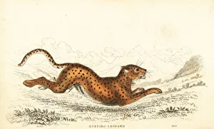 Predator Prints: Cheetah, Acinonyx jubatus