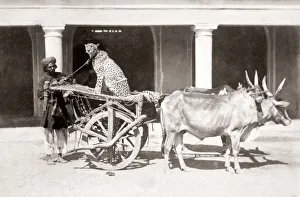 Handler Prints: Cheetah on bullock cart with handler, India, c. 1860 s