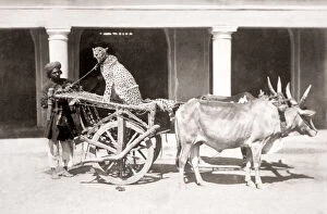 Cheetah on bullock cart with handler, India, c.1860 s