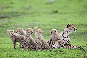 Babies Collection: Cheetah family - Mother Cheetah with her 6 cubs