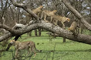 Families Prints: Cheetah family in trees - Mother Cheetah starts