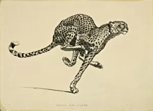 Fastest Gallery: A Cheetah in full flight