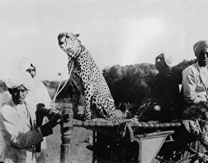 Images Dated 25th January 2016: Cheetah Hunt
