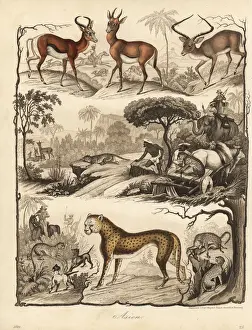 Vulnerable Prints: Cheetah hunting gazelle and impala