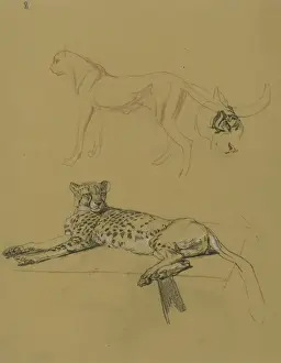 Cheetah Prints: Cheetah Lying Down