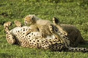 Images Dated 5th February 2008: Cheetah - Mother playing with her cub
