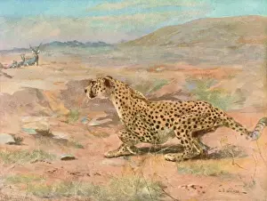 Cheetah Prints: Cheetah in the Wild