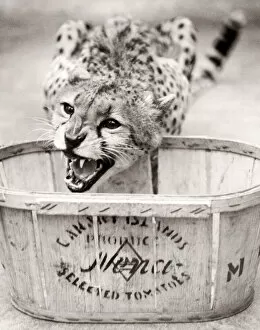 Baring Gallery: Cheetah in a zoo, eating, England, 1930s