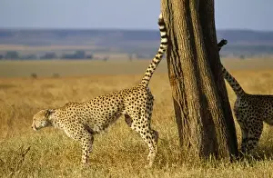 Grasslands Prints: CHEETAHS - scent marking