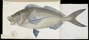 Cheilodactylus carponemus