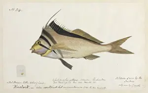 Neill Prints: Cheilodactylus gibbosus, crested morwong