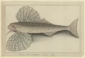 Barbel Gallery: Cheilopogon sp. flyingfish