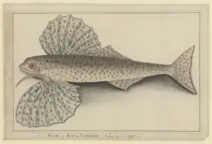 George Raper Prints: Cheilopogon sp. flyingfish