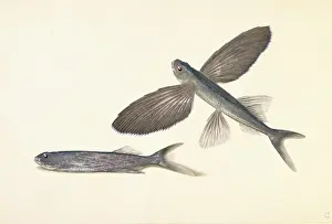 Cheilopogon sp. flyingfish