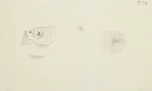 Cheilopogon sp. flyingfish