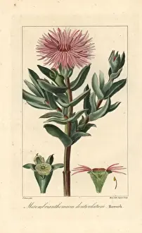 Succulent Prints: Cheiridopsis denticulata, succulent native to South Africa