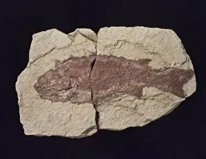 Minute Prints: Cheirolepis, fossil fish