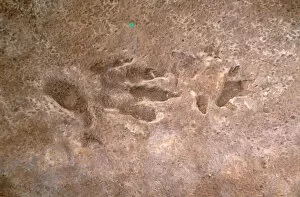 United Kingdom Collection: Cheirotherium footprint