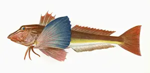 Gurnard Prints: Chelidonichthys lucerna, or Tub Gurnard