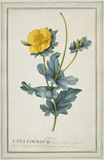 Chelidonium glaucum, celandine