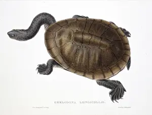 Australian Prints: Chelodina longicollis, eastern long-necked turtle