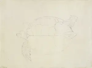 Herpetology Prints: Chelonia mydas, green sea turtle