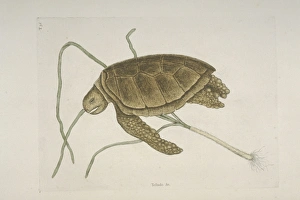 Mark Catesby Collection: Chelonia mydas, green turtle