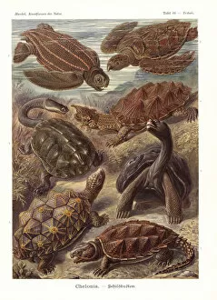 Chelonia turtles and tortoises