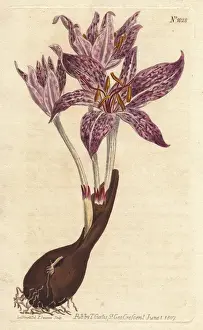 Saffron Prints: Chequer-flowered meadow saffron, Colchicum variegatum